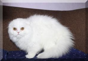 Вислоухие , британские, сфинкс, манчкин котята