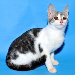 Красивый котенок ищет добрых и любящих родителей!