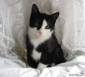 Очаровательные, замечательные котятки-девочки в добрые руки!