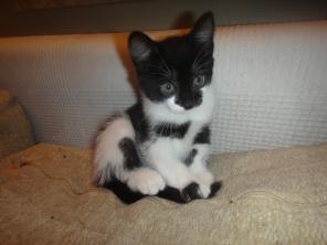 Котенок ищет хозяев