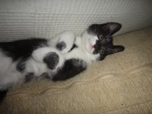 Котенок ищет хозяев