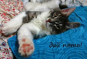 Дориан -Норвежский Лесной Кот ищет хозяина!