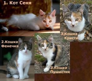 Котята 3.5 мес. Трехцветки! Приносят счастье.