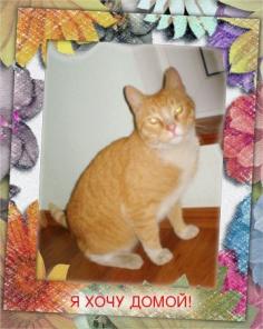 Рыжий котик ищет дом!