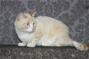 Тайский кот в добрые руки