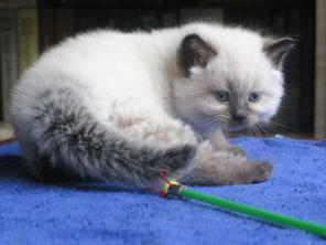НЕВСКИЕ маскарадные котята СИЛ ПОЙНТ