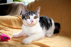 Кошечка котенок Ева, 4 месяца, ищет добрых, заботливых хозяев!