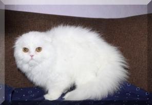 Вислоухие , британские, сфинкс, манчкин котята