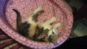 Котенок в добрые руки