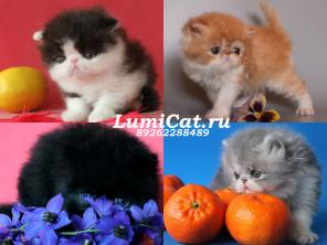 Персы и экзоты из питомника Lumicat.