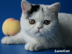 Персы и экзоты из питомника Lumicat.