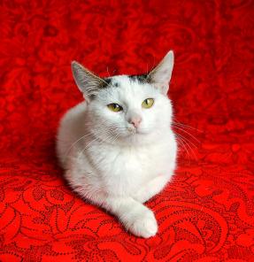 Котёнок Масик после перелома лапки нуждается в заботливых хозяевах!