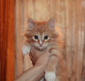 Разноцветные котята ищут дом