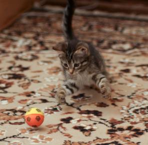 Разноцветные котята ищут дом