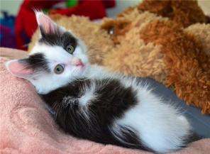 Котенок девочка-принцесса, 1,5 месяца, ищет дом