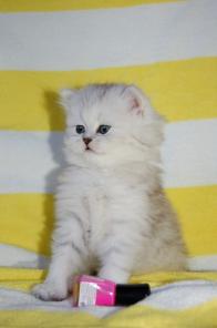 персидские котята серебристая и золотая шиншилла