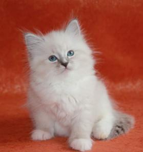 Невские маскарадные котята