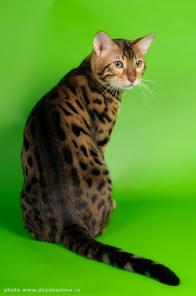 Роскошные бенгальские котята по доступным ценам