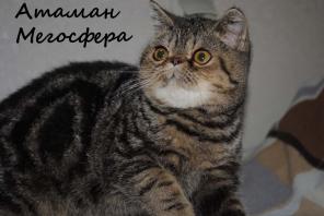 Мраморный экзотический котик