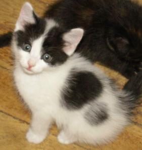 Котята домашние, 1,5 месяца в добрые руки