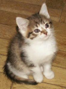 Котята домашние, 1,5 месяца в добрые руки