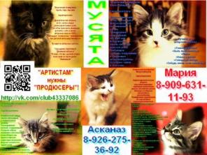 "Артисты"-котята ищут "продюсеров"-хозяев!