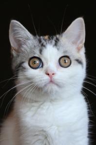 Кошечка скоттиш страйт