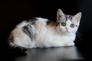 Кошечка скоттиш страйт