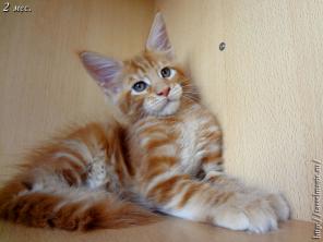 Котята породы мейн-кун