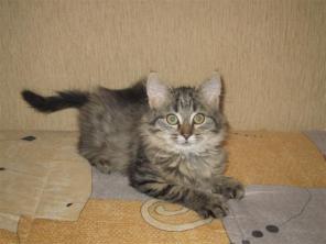 Котодевочка Маришка (3 мес), мягкая и пушистая, в дар