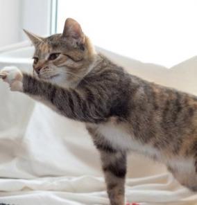 Котенок Мася в дар!