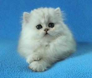 персидские котята серебристая и золотая шиншилла