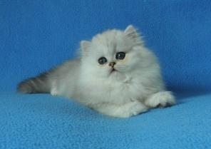 персидские котята серебристая и золотая шиншилла