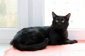 Котик Томас - в дар