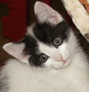 Котенок домашний 1,5 месяца