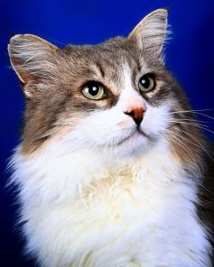 Шикарный сибирский кот , в добрые руки , в дар.
