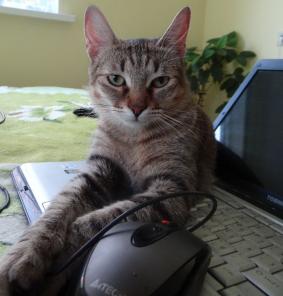 Нежный кото-тигренок , Катюша , в добрые руки , в дар.