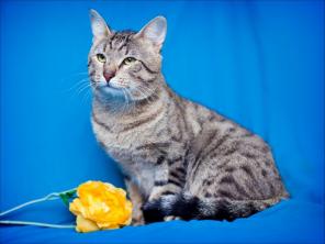 Шикарнейший тигренок Котя , в добрые руки , в дар.