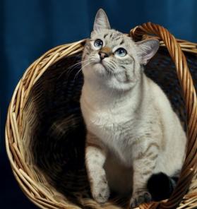Шикарный тайский кот , по имени Серафим , в добрые руки , в дар.