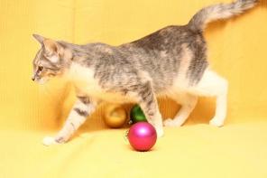 Кошечка Сушка ищет семью и самое доброе сердце!