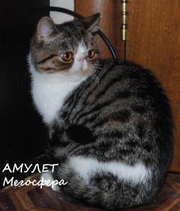 Экзотический котик