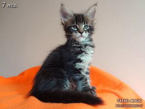 Продам котят породы Мейн-кун.