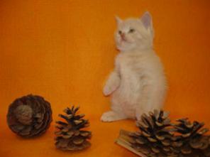Клубные британские котята