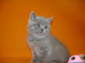 Голубые котята