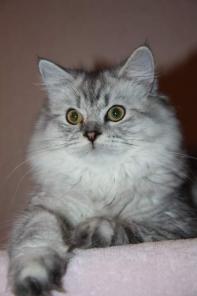 Британские котята