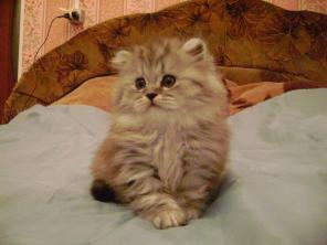 Котенок-котик шотландский хайленд.