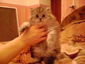 Котенок-котик шотландский хайленд.