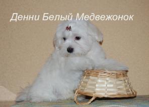 Мальтезе купите - не пожалеете