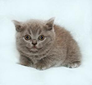 Питомник элитных британских и шотландских кошек.Минск