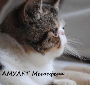 Экзотический котик